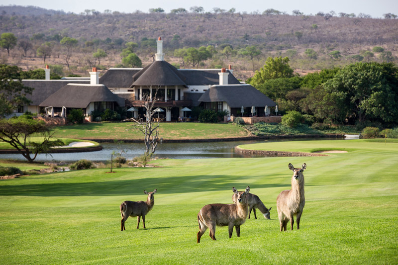 Waterbuck on the fairway at leopard Creek with the club house in the background